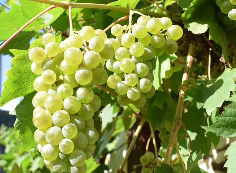 Uvas ecológicas
